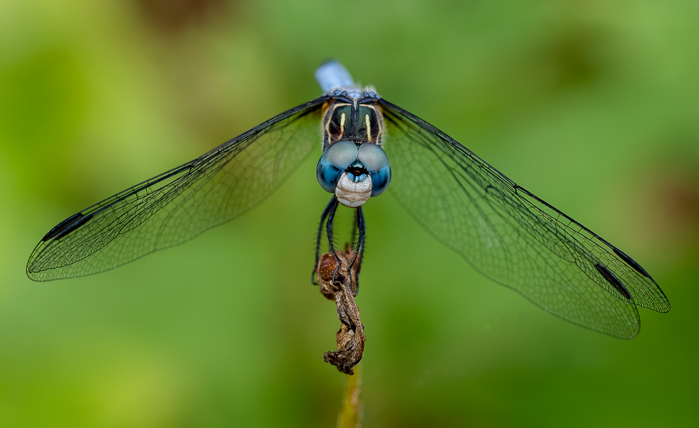 Nature In Class M By Darlene Whitmore For Dragonfly SEP-2022.jpg